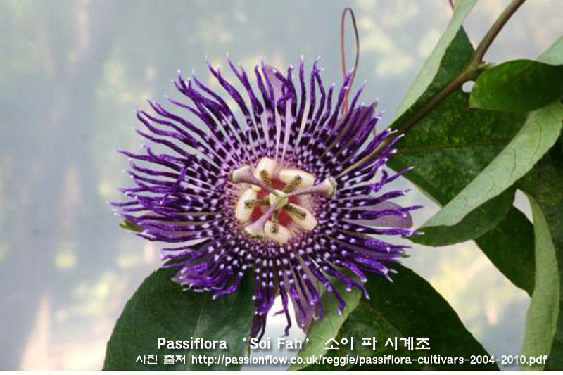 소이천사 이미지