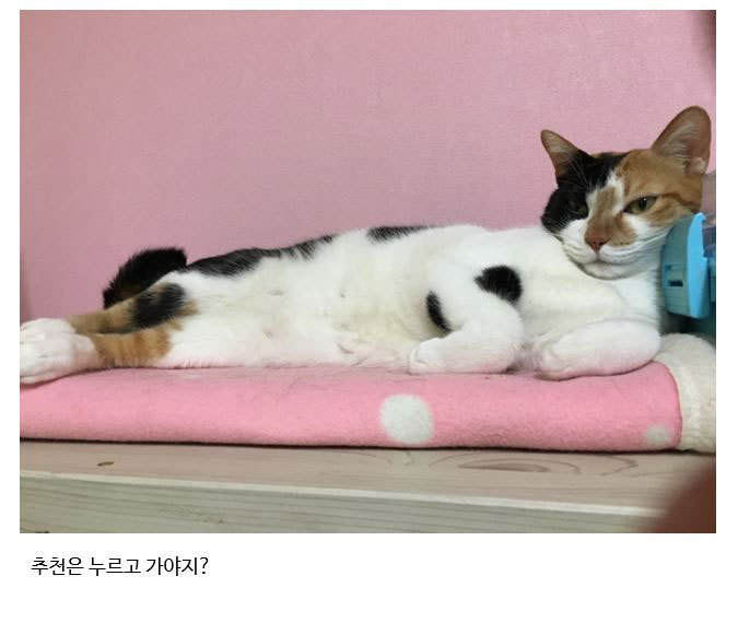 집사의 라면을 탐낸 주인님의 최후.jpg | 인스티즈