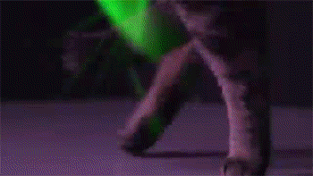 집사가 외박할때 생기는 일 | 인스티즈