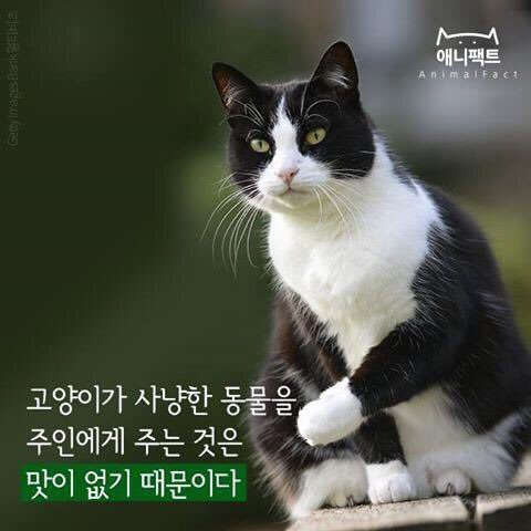 고양이가 사냥한걸 주인에게 갖다주는이유 | 인스티즈