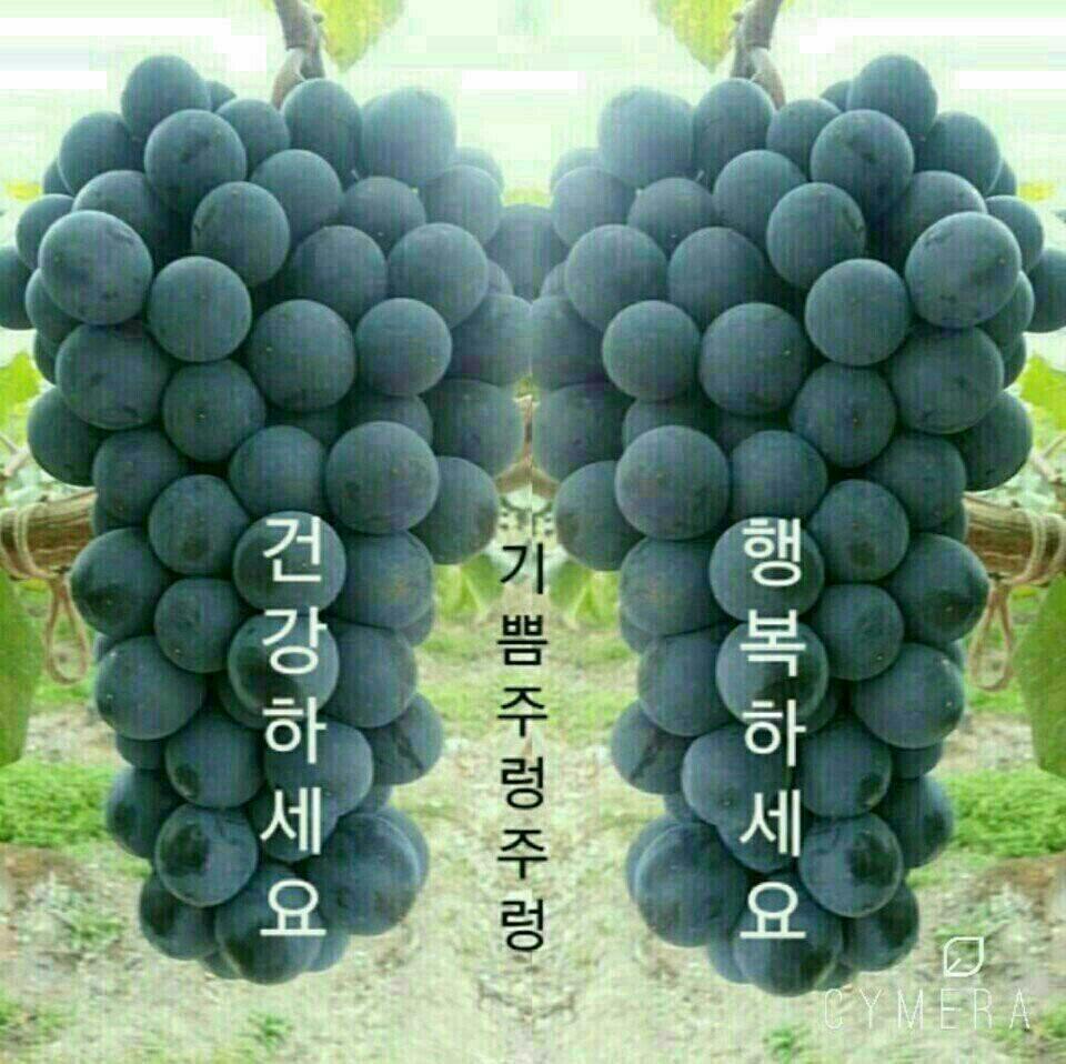 우진네 이미지