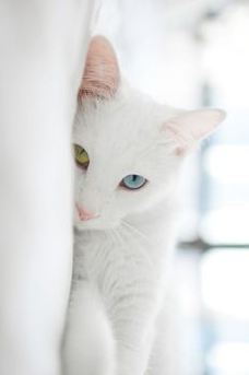 순백색 털에 오드아이를 가진 신비한 분위기의 냥이, 카오마니 고양이에 대하여 | 인스티즈