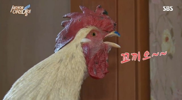 닭이닭 이미지