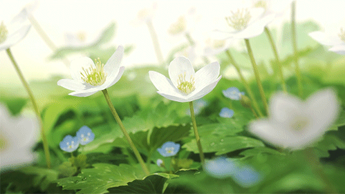 전에는 꿈이라도 꿈인 줄 모르겠더니 이제는 너를 보면 아, 꿈이로구나 알아챈다 | 인스티즈