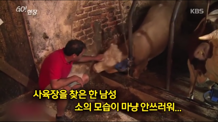 고마움을 표현하는 소.jpg | 인스티즈