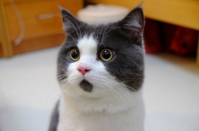 고양이 예찬 | 인스티즈