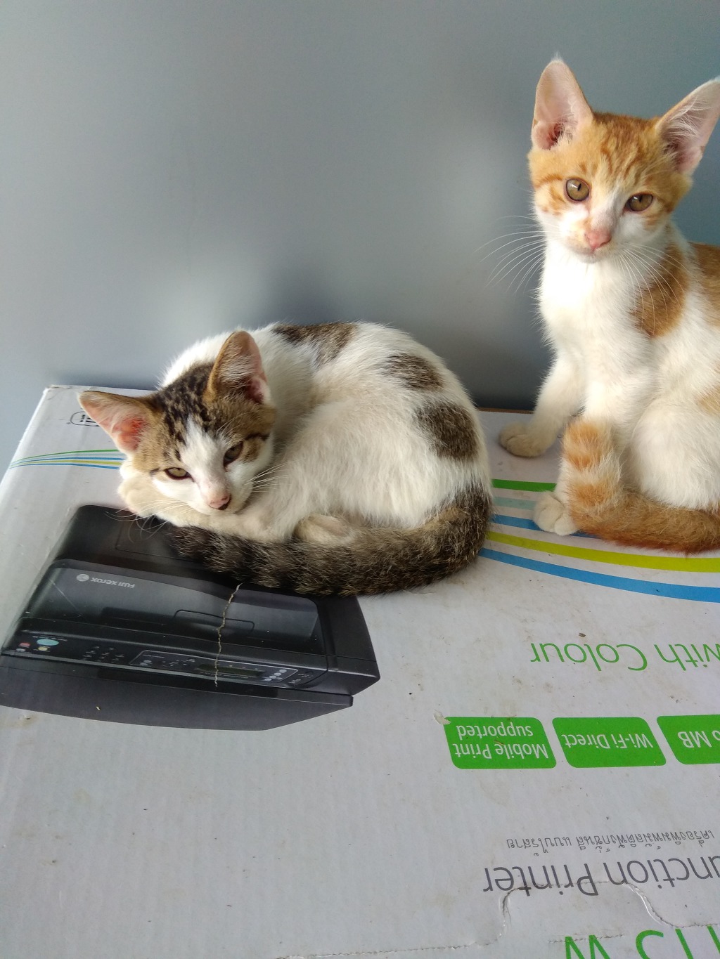 냥사진 투척 ㅎㅎ | 인스티즈