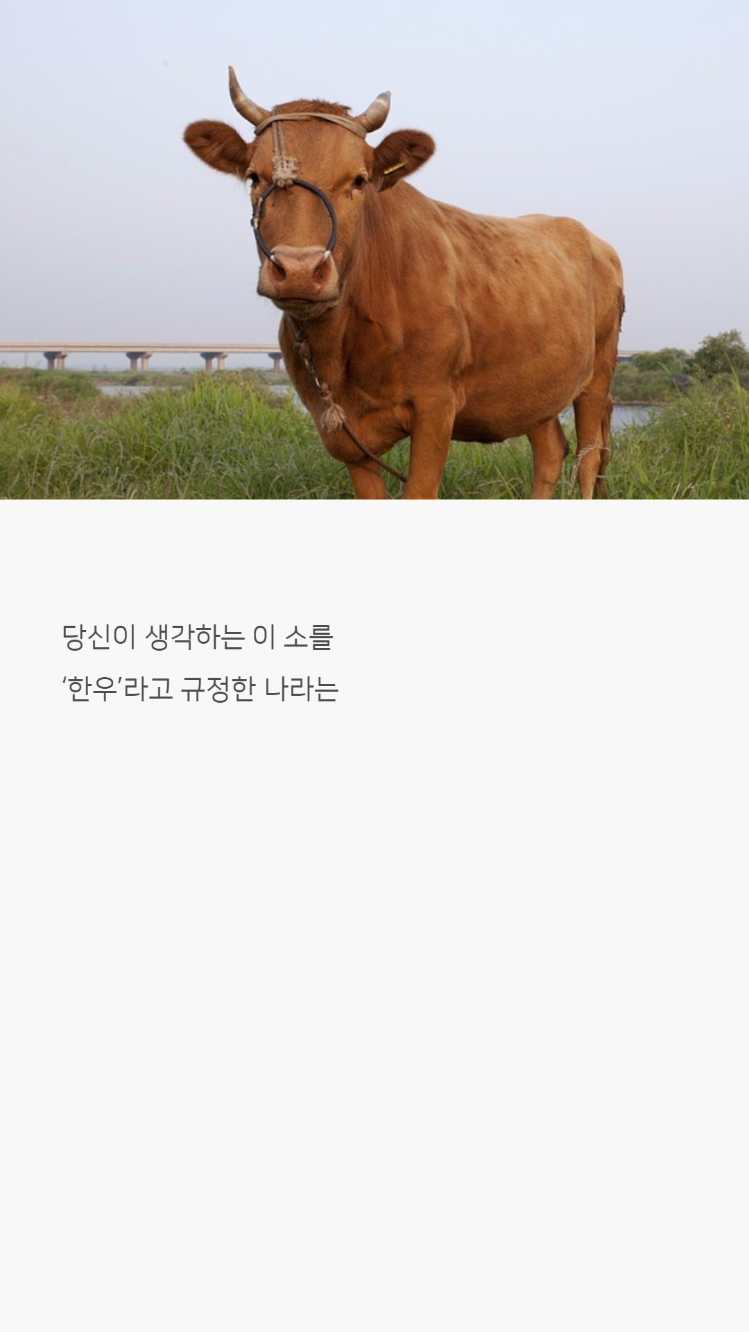 우리나라 한우는 왜 황색일까?jpg | 인스티즈