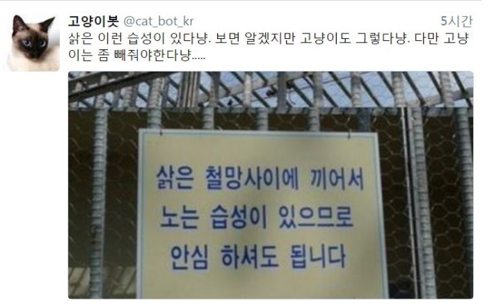 누가 고양이친척아니랄까봐jpg | 인스티즈