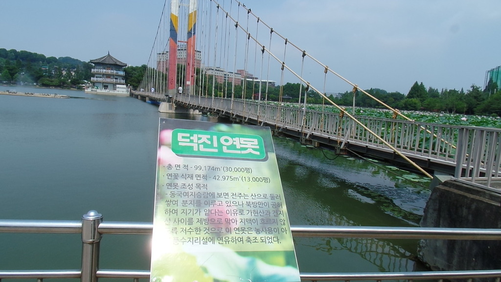 데이트 코스로 유명한 전주 덕진공원 예쁜 연꽃 풍경 | 인스티즈