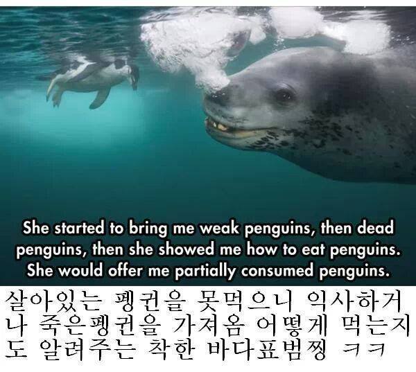 인간을 자기 동족인줄 알았던 바다표범 jpg | 인스티즈