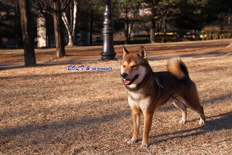 뚱이양이 이미지