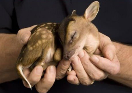 야생동물의 새끼들 | 인스티즈