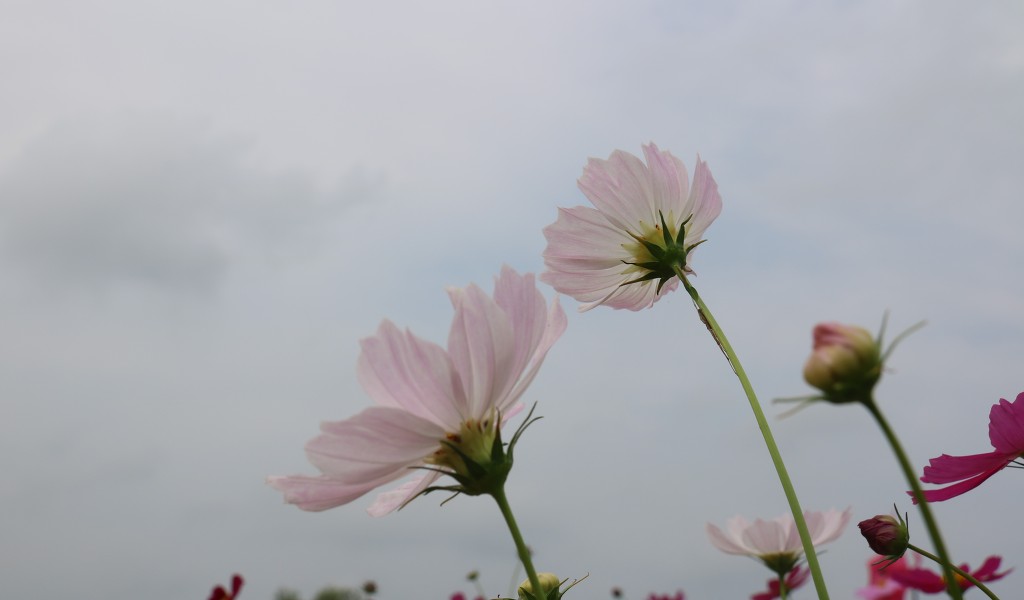 메밀꽃 이미지