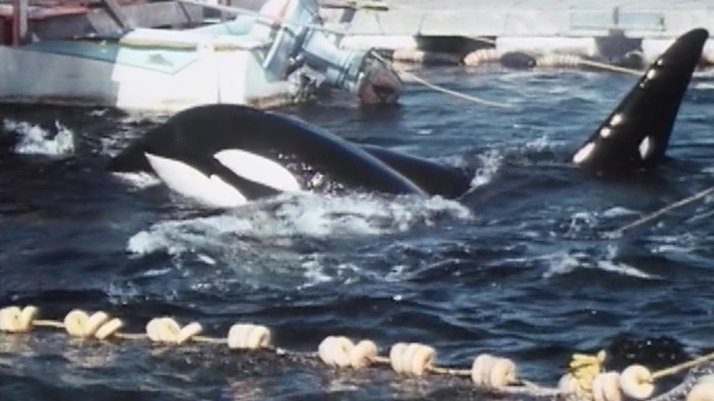 [다큐] blackfish 세계 최대 규모 아쿠아리움 씨월드의 비밀 | 인스티즈
