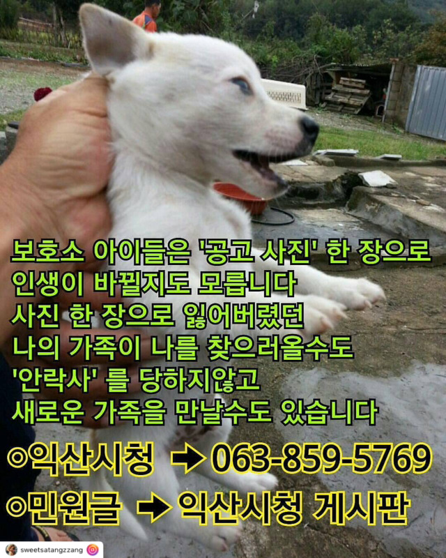 개선이 시급하고 사태가 심각한 시보호소의 모습 | 인스티즈