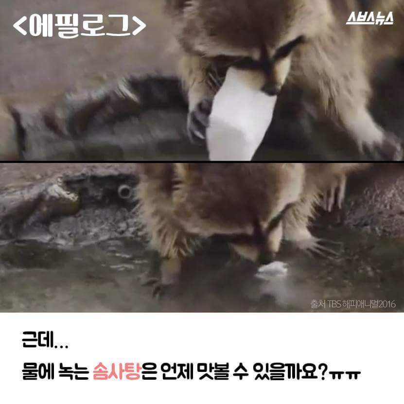 라쿤이 먹이를 물에 씻는 진짜 이유 | 인스티즈