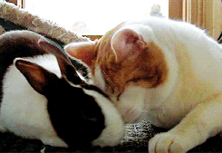 토끼와 고양이.gif | 인스티즈