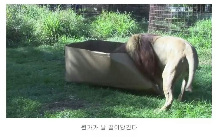 숨길수없는 고양이과의 본능 | 인스티즈