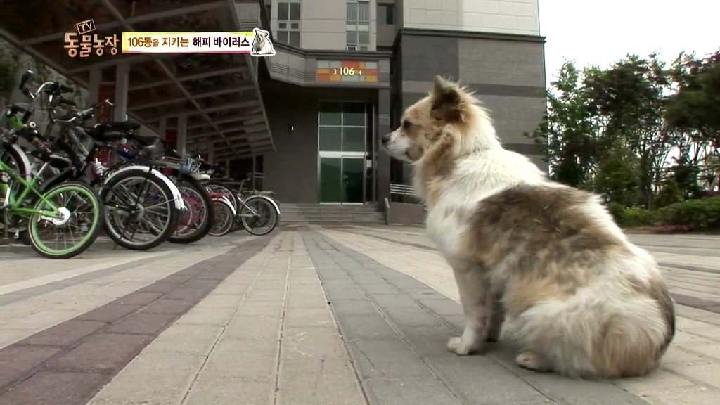 [동물농장] 106동 주민들이 키우는 강아지 | 인스티즈