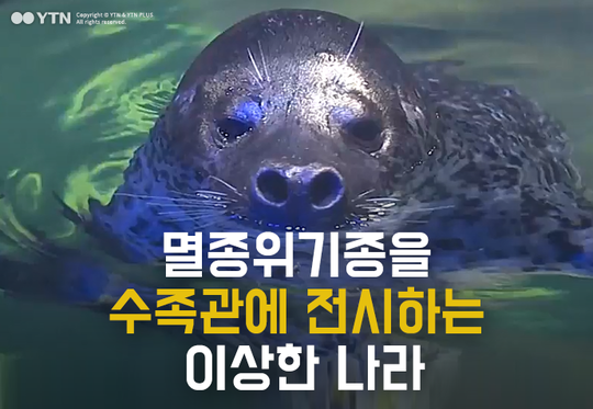 멸종 위기종을 수족관에 전시하는 이상한 나라 | 인스티즈