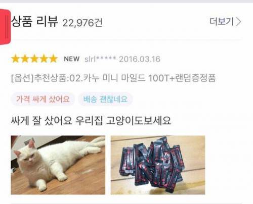 은근슬쩍 고양이자랑 | 인스티즈