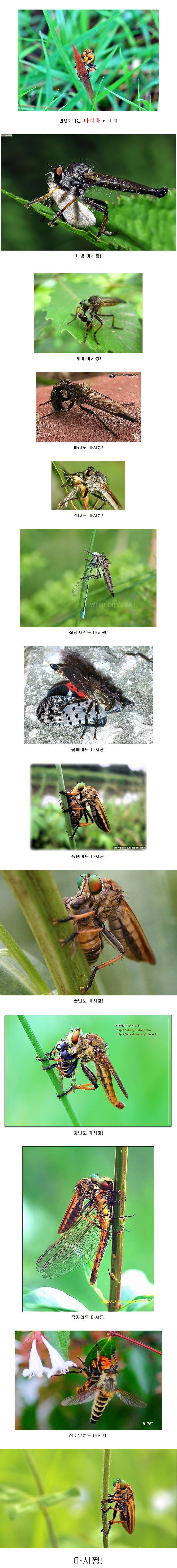 편충안하는 곤충깡패 파리매 | 인스티즈