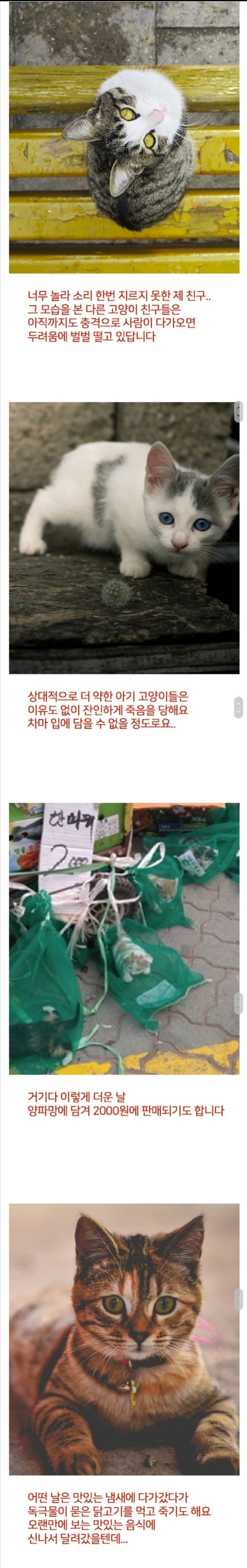 고양이들의 슬픈 고백 | 인스티즈