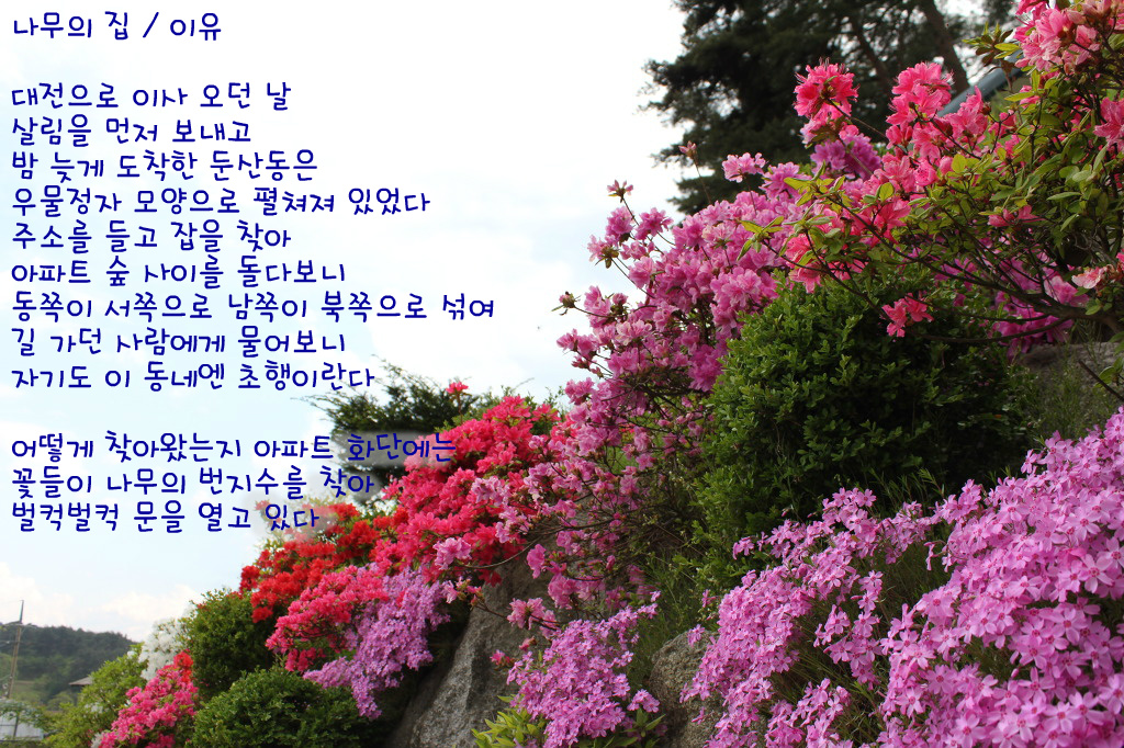 나무의집 이미지