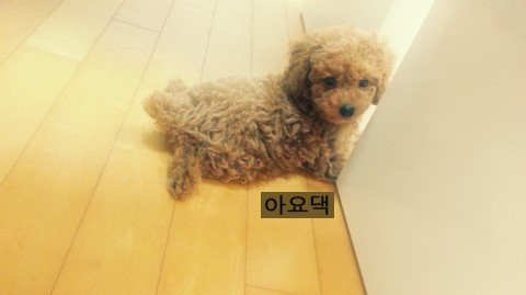 하나언니 이미지