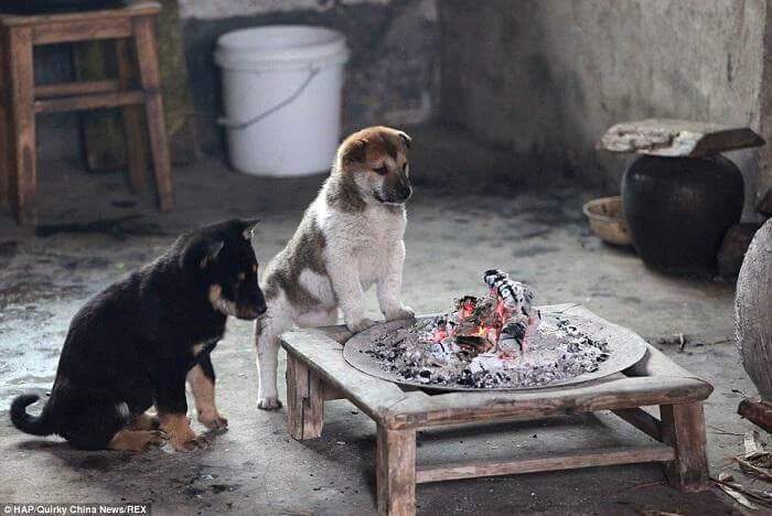 강아지들이 추워하길래.. | 인스티즈