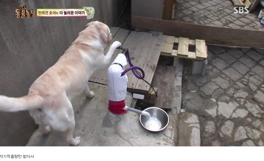 동물농장 완전 똑똑한 멍멍이 | 인스티즈