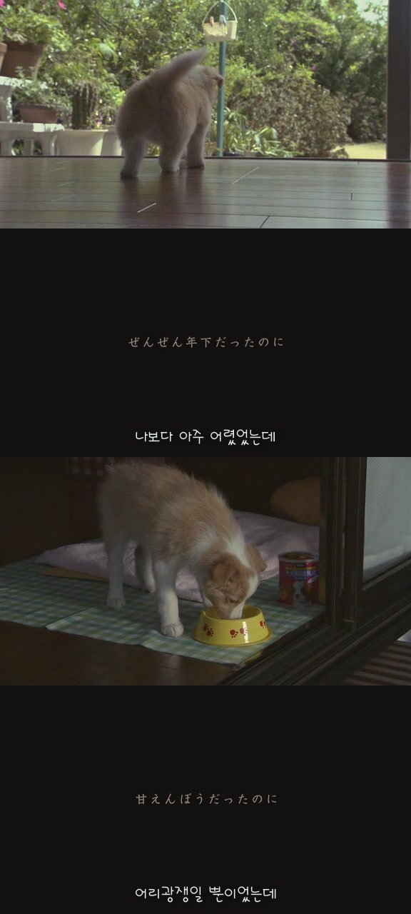 강아지의 삶 | 인스티즈