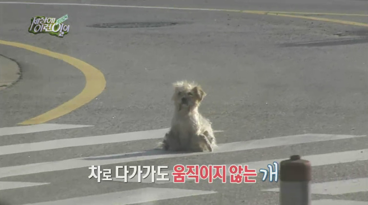 [세상에이런일이] 도로위에 망부석이 되서 주인을 기다리는 강아지.jpg | 인스티즈