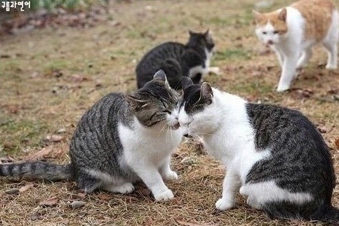 고양이 질투 | 인스티즈