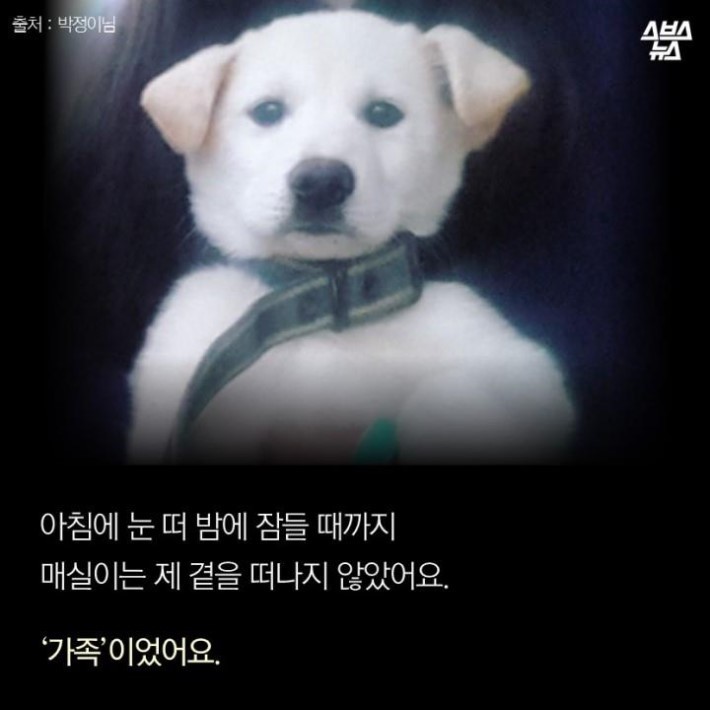 가족같은 강아지의 죽음 | 인스티즈