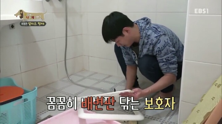 공격적인 반려견이 되는 이유 2부.jp | 인스티즈