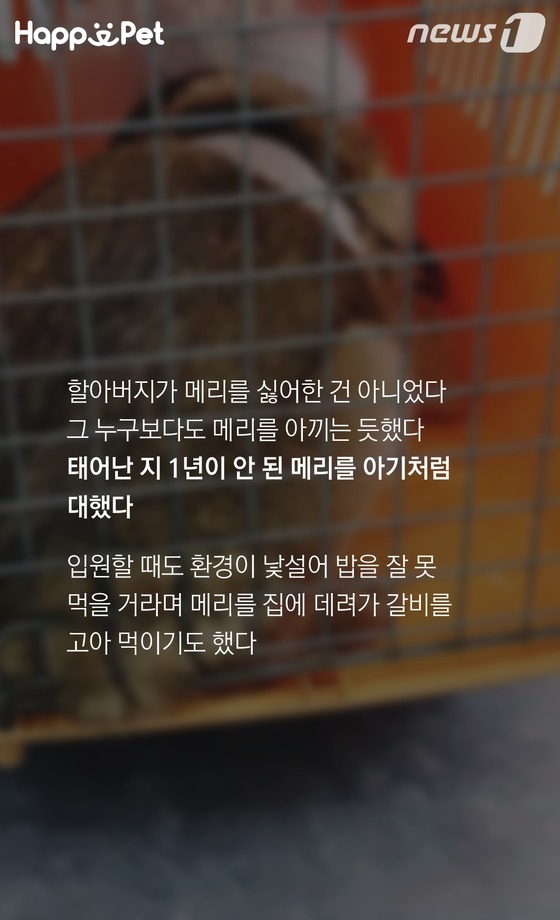 흑석동 강아지 염산테러사건의 전말 | 인스티즈
