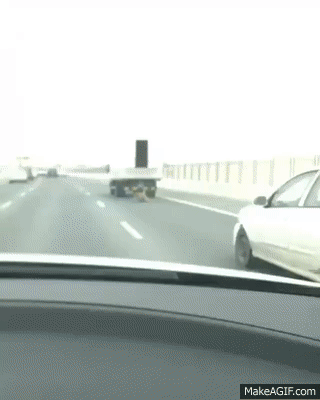 아저씨 고양이 떨어졌어요!.gif | 인스티즈