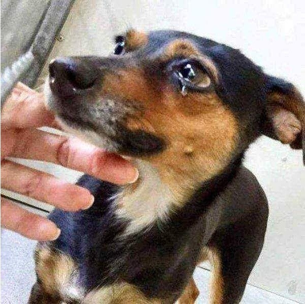 조용하다고 파양당한 강아지 | 인스티즈