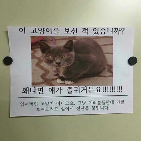 고양이 키우는 집사들 특징.jpg | 인스티즈