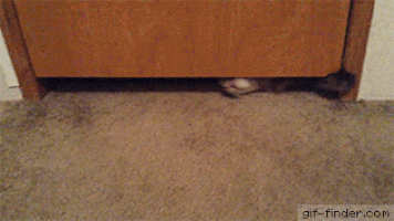 고양이 액체설.......짙어지는 의혹..........gif | 인스티즈