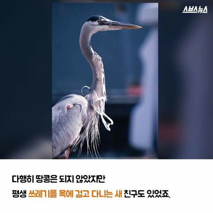 저는 땅콩 거북이 입니다 | 인스티즈