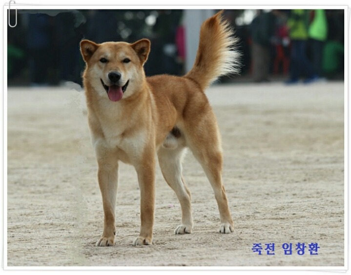 바우 이미지