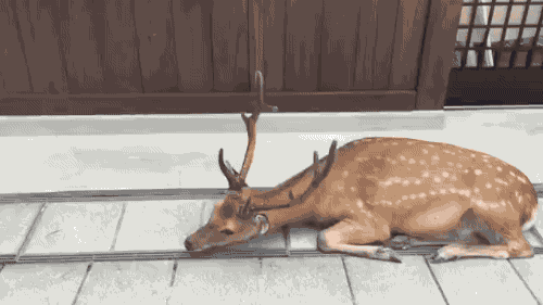 먹고 살려면 예의가 있어야 한다.gif | 인스티즈