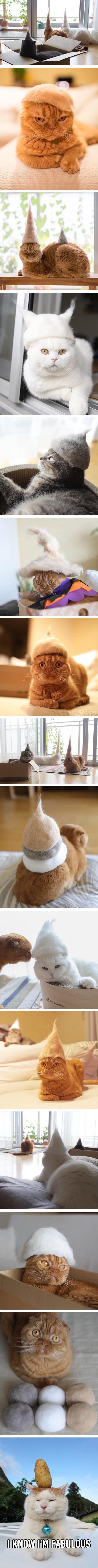 고양이 모자 | 인스티즈
