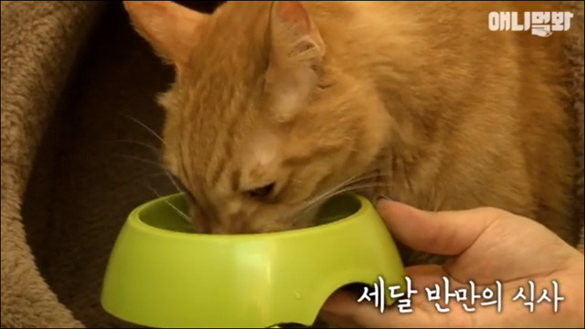 거식증 걸린 고양이 준팔이 그후 | 인스티즈