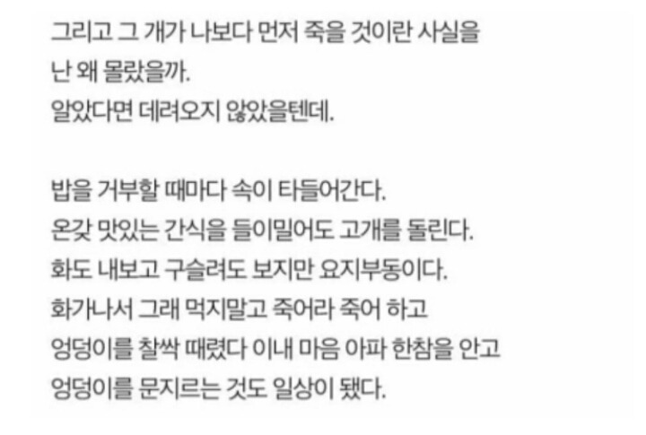 나는 개를 키운것을 후회한다 | 인스티즈