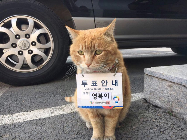 중앙선거관리위원회가 임명한 역대급 투표안내원 | 인스티즈