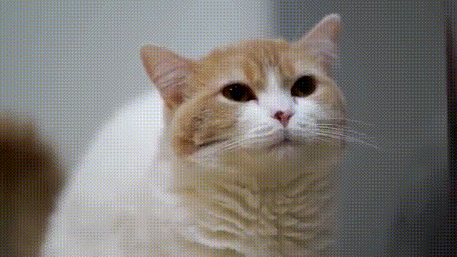 고양이 똥싸는 모습.gif | 인스티즈